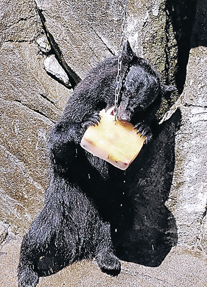 Bears and ice presents for animals Toyama City Family Park