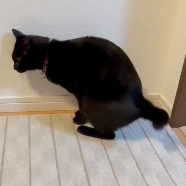A cat sitting in the corner of the room with a 'dokkorasho' surprised at its 'unique way of sitting' as if a person is inside