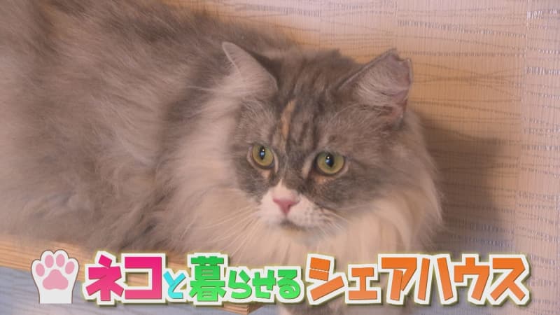 "Nyaa~" Welcomes you with "Mofumofu" In fact, a slightly unusual share house is a clue to solving social problems.