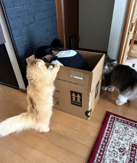 【箱の中に入っているのは…？】猫ちゃんの梱包作業に「荷物の取り扱いが丁寧」「プロの仕事」の声