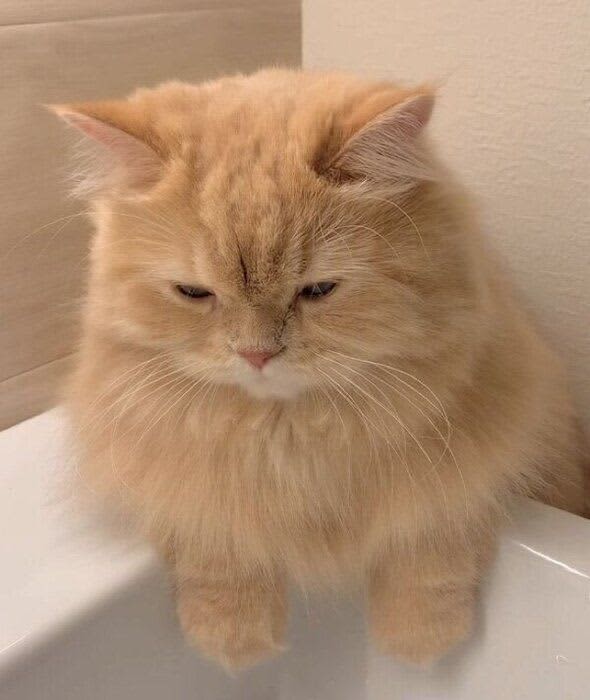A cat that waits with a "desperate look" for its owner to finish brushing its teeth.