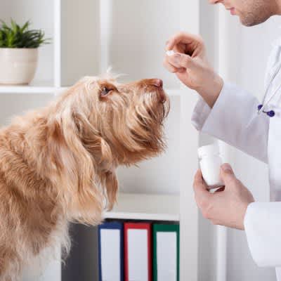 犬の細菌感染、より迅速に適切な薬剤を決めるための検査方法【研究結果】
