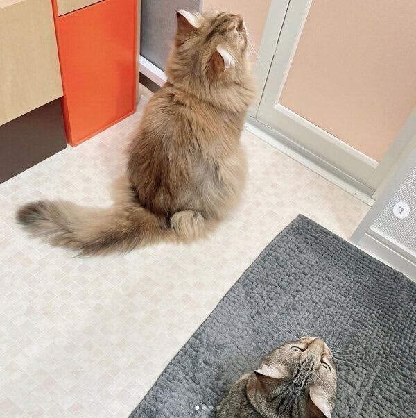 Two cats waiting for the bath