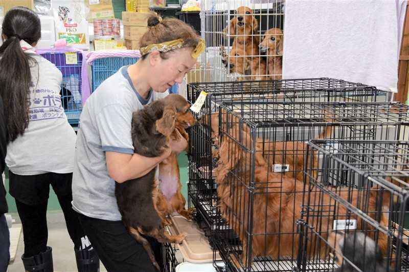 小型犬62匹、多頭飼育崩壊　熊本県八代市、保健所が保護　1人暮らしの男性が一軒家で室内飼い