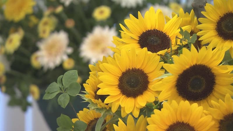 Bouquets to governors across the country ... "Hana Cupid" presents 9 kinds of flowers from the prefecture to Governor Uchibori Fukushima