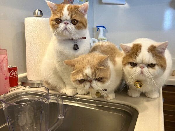 We asked a veterinarian about the behavioral psychology of three cats that "watch over their owners while they wash dishes"