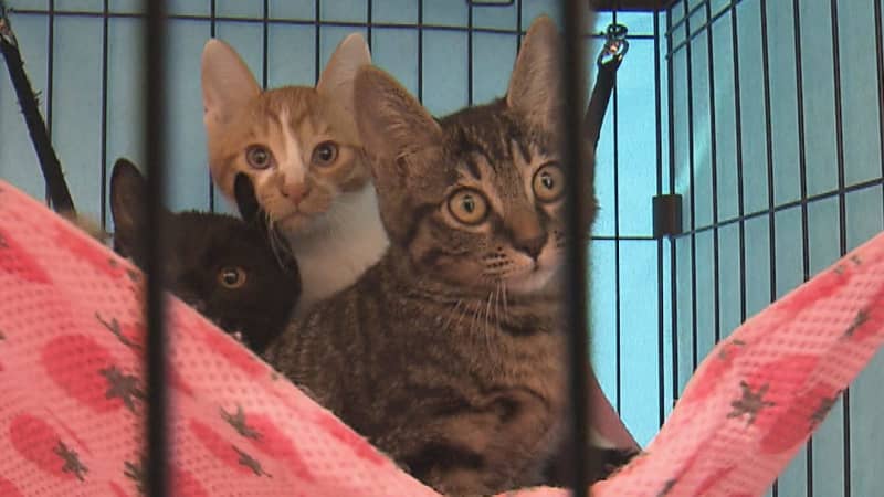 猛暑が影響？子猫の保護増加「熱中症のような症状」　譲渡会も低調で収容増　保健所「猫に会いに来て」