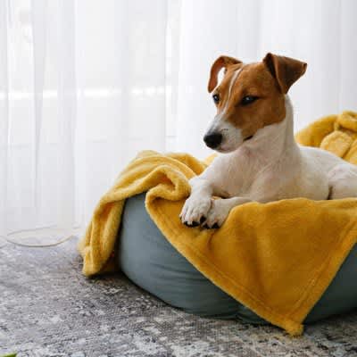 犬が冷房を嫌がる時の対処法5つ！室温以外に配慮すべきポイントや注意点を徹底解説