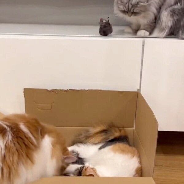 "What a tactician" There is a sign of mischief right above the relaxed cat, and the "planned crime" of the too clever cat...