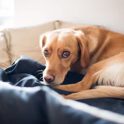 7 symptoms and behaviors when a dog feels ``stomach pain'' What should owners do when their stomach is not feeling well?