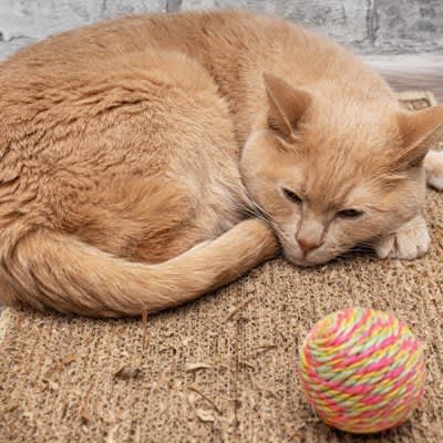 猫の『関節症』の症状9つ　今からできる予防法も要チェック！