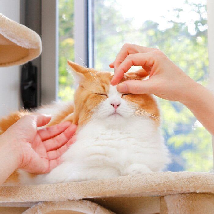 What is Cat Friendly Clinic?