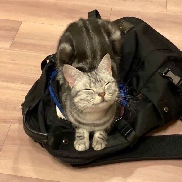 A cat that can't stop "cat harassment" from its owner.
