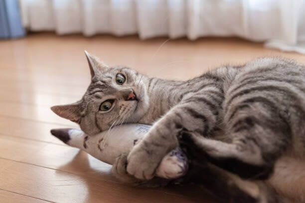 Urolithiasis in Cats Learned from Owners' Experiences Symptoms and Treatments Noticed
