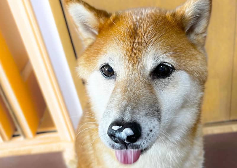 Highly recommended for preventing summer fatigue!Shiba Inu who woke up to gourmet with ice cream for dogs is super cute ♪