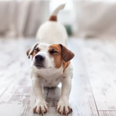 6 behaviors that dogs tend to wake up from when they wake up