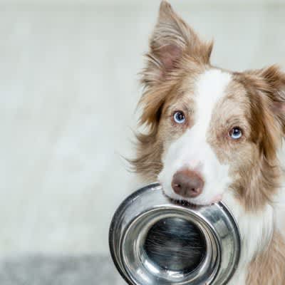 Your dog's tableware is slimy... 3 causes, bad effects of leaving it unattended, and how to wash it?