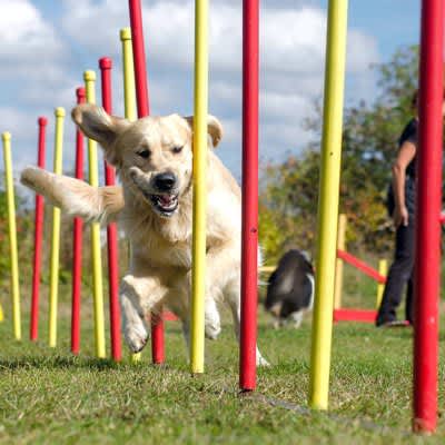 4 “Dog Sports” That You Can Enjoy With Your Dog!Benefits from eliminating lack of exercise to building trusting relationships