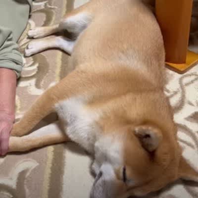 ばあちゃんに柴犬を預けたら…その光景に大反響「この組み合わせこそ日本の誇り」「手繋いでるの尊す…