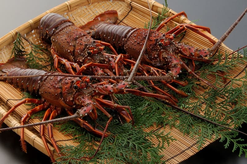 Kagoshima / Ibusuki Onsen "Kyukamura Ibusuki" finally opens "Ise Lobster" fishing!Special kaiseki meal with spiny lobster 9/1~