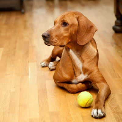 Do Dogs Get Sick or Injured on Flooring?What to watch out for and effective countermeasures