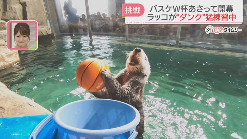 For the opening of the Basketball World Cup Lilo, a popular aquarium otter, practiced dunking hard …