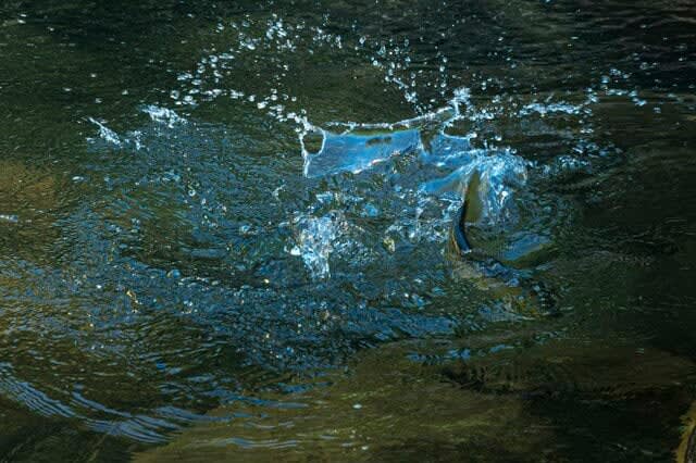 野生化している異国のトラウトたち！「釣りを通じて知る生態系」 長野県梓川