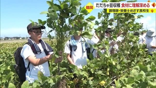 今が旬 真夏の畑で“だだちゃ豆”収穫体験　調理師・栄養士を目指す高校生が「地元食材」通し料理の…