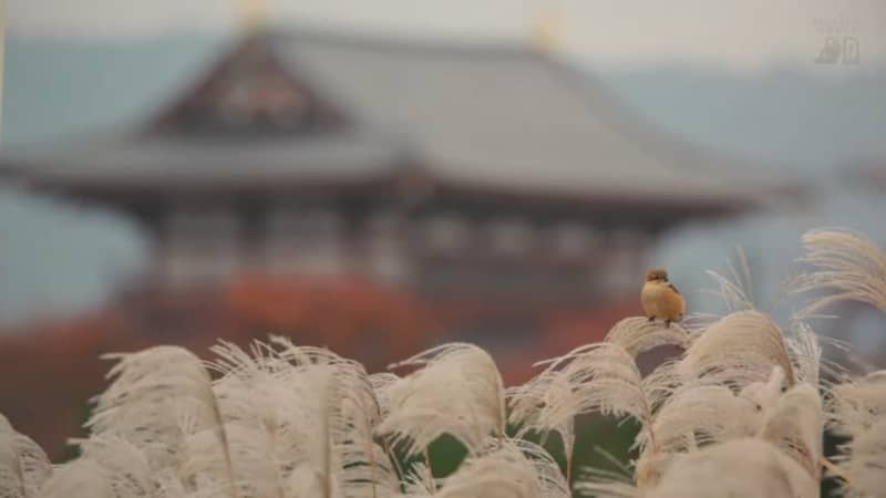 Heijo Palace Izanaikan Photo Exhibition of Birds Living in the Heijo Palace Ruins