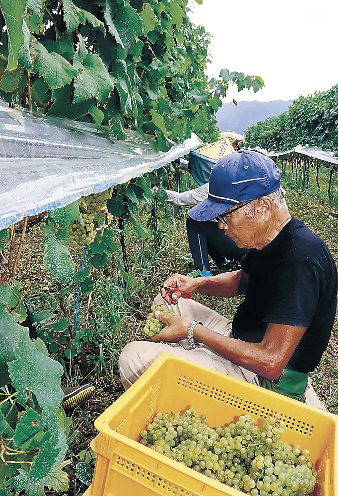 Nanto wine expected to double Young tree growth, favorable weather Trevor harvested grapes
