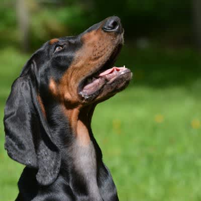 3 dog breeds with big "dropping ears"!Introducing the characteristics of dogs with the longest ears in the world registered in the Guinness World Records and drooping ears