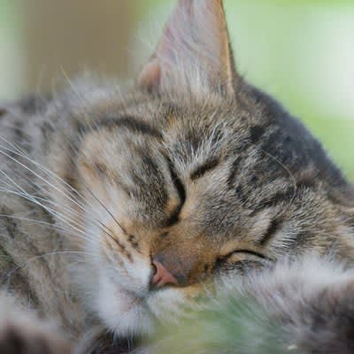 猫が寝ている間に『ピクピク』する理由3つ！これって危険な合図なの？