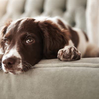 5 signs your dog wants to be alone!Gestures, attitudes, and appropriate responses that should not be overlooked