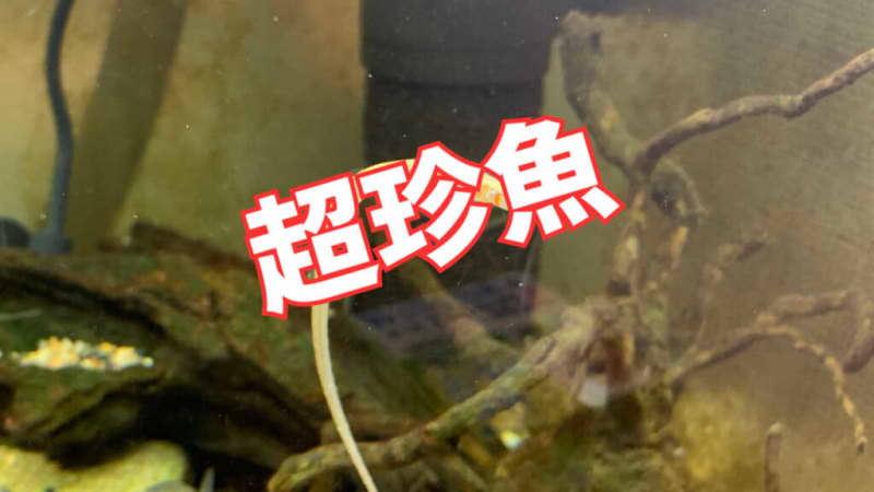 《Super Rare Fish》A seahorse in the river?What is the identity of this interesting freshwater fish with a strange swimming sensation?