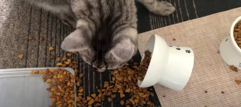 Rice is...! !The cat who overturned the plate