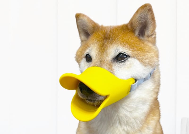 Not just cute!"Duck muzzle" for dogs was a very gentle and practical item