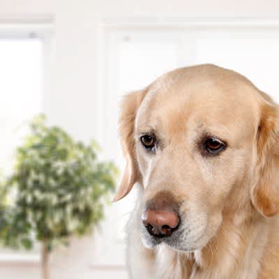 4 gestures and behaviors your dog shows when he loses confidence What are the tips to cheer him up and how to overcome it?
