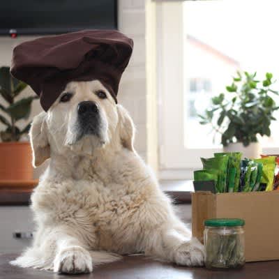 Is Spice Dangerous for Dogs? The reason why it is said that you should never give it and what to do if you accidentally ingest it