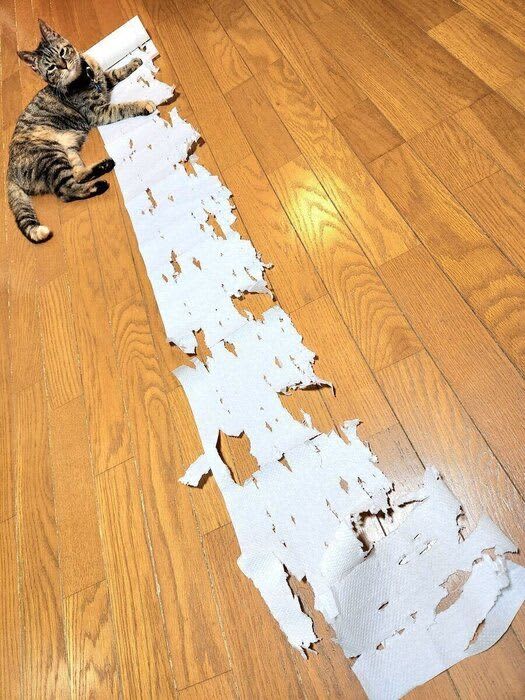 Kitchen paper that was targeted by a cat, discovering a cat's "art work" like art when you notice it