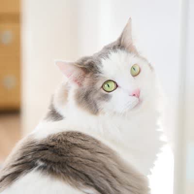 3 "Magic Words" That Make Cats Turn Their Eyes ♪ Tips for Understanding Words