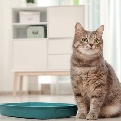 The BEST 4 "toilet places" that cats like!What are the necessary environmental conditions?