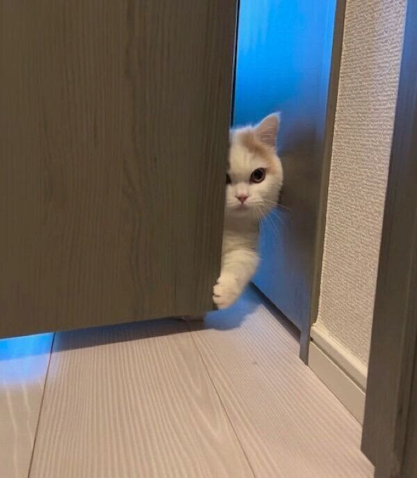 A cat peeking through the gap in the door "I'm jealous" and "I'm overflowing with happy hormones" at the cute greeting...