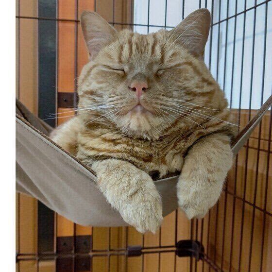 The unexpected feeling that a cat expresses when looking away