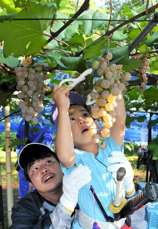 Fresh scent! White wine from Takahama grapes Residents of Amakusa Town, Amakusa City, harvesting from early morning