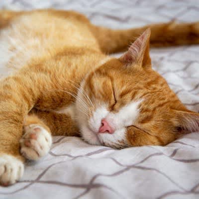 4 "how to sleep" that cats want to be careful Do you need to go to the hospital?