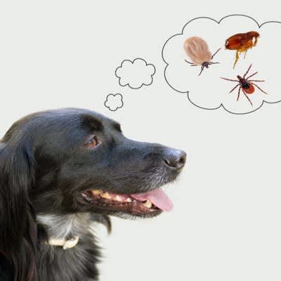 Study finds that tick anthelmintics prevent babesiosis in dogs