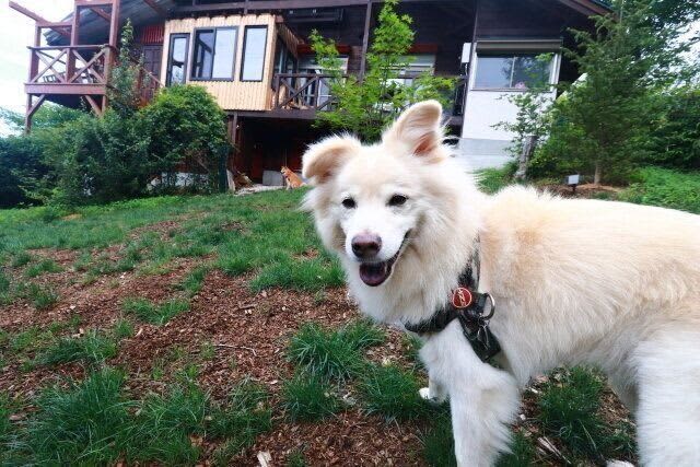 大吉との12年【穴澤賢の犬のはなし】