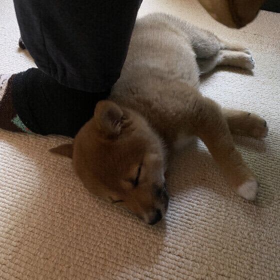 飼い主の足元で眠る犬たち　寝場所にあらわれる犬の気持ちとは？