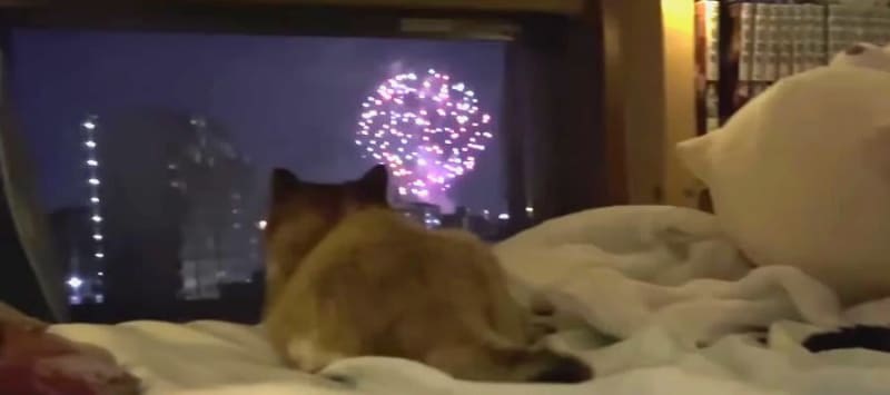 "Tamaya" Are the cats curious too?Fireworks display to enjoy by the window ♡