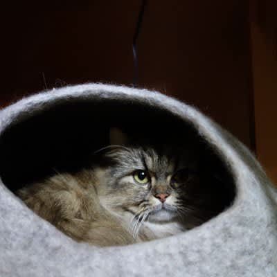5 behaviors of cats that are "not good at typhoons"!The mental care method that the owner can give